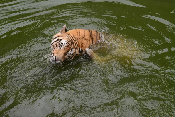 Królewski Tygrys Bengalski Ochładza Się Wodzie Zagrodzie Zoo Dhace Zamkniętej — Zdjęcie stockowe