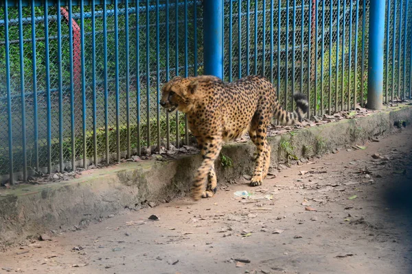 Leopard Seen Enclosure Dhaka Zoo Closed Measure Due Covid Coronavirus — Stock Photo, Image