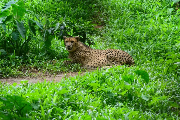 Egy Leopárd Akit Egy Dhakai Állatkertben Láttak Bezárva Covid Coronavírus — Stock Fotó