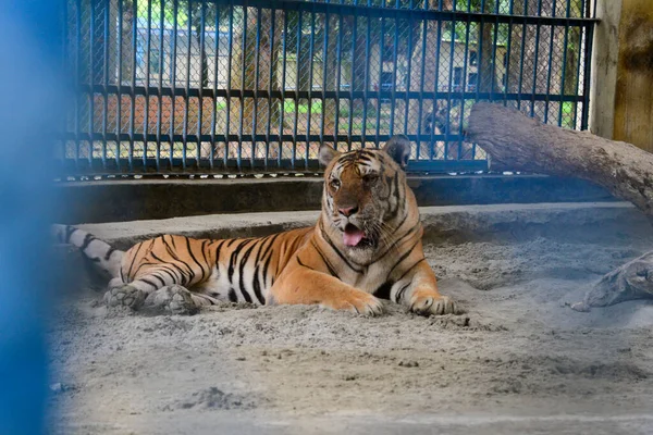 Tygrys Posiłek Zamkniętym Ogrodzie Zoologicznym Dhaka Względu Pandemię Koronawirusa Covid — Zdjęcie stockowe