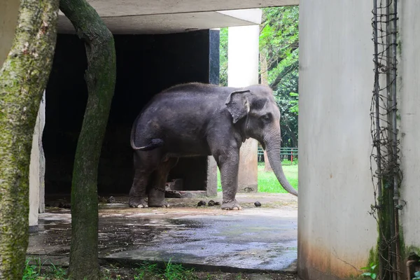 Elefant Einem Gehege Zoo Von Dhaka Der Aufgrund Der Covid — Stockfoto