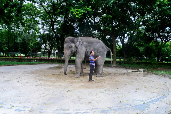 Ein Arbeiter Trainiert Einen Elefanten Einem Gehege Zoo Von Dhaka — Stockfoto