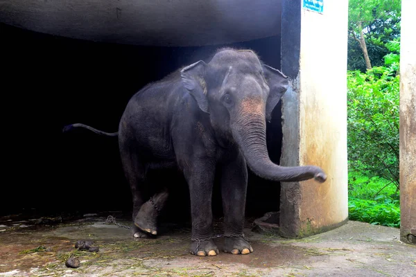 Elefant Einem Gehege Zoo Von Dhaka Der Aufgrund Der Covid — Stockfoto