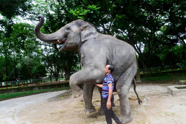 Trabalhador Treinamento Elefante Recinto Zoológico Daca Fechado Como Medida Devido — Fotografia de Stock