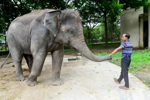 Ein Arbeiter Trainiert Einen Elefanten Einem Gehege Zoo Von Dhaka — Stockfoto