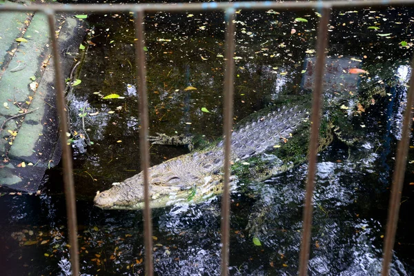 Крокодил Замечен Вольере Дакке Закрытом Качестве Меры Пандемии Коронавируса Covid — стоковое фото
