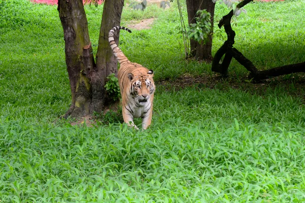 Królewski Tygrys Bengalski Widziany Jest Zagrodzie Zoo Dhace Zamkniętej Jako — Zdjęcie stockowe