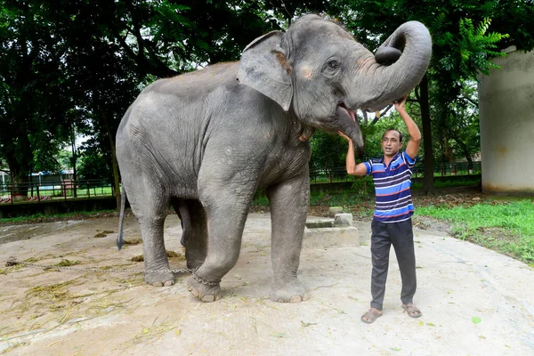 Ein Arbeiter Trainiert Einen Elefanten Einem Gehege Zoo Von Dhaka — Stockfoto