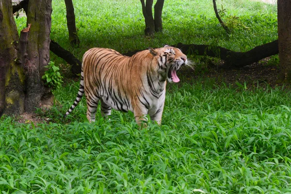 Królewski Tygrys Bengalski Widziany Jest Zagrodzie Zoo Dhace Zamkniętej Jako — Zdjęcie stockowe