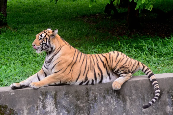 Tigre Real Bengala Visto Recinto Zoológico Daca Fechado Como Uma — Fotografia de Stock