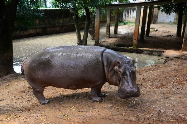 Flusspferde Werden Einem Gehege Zoo Von Dhaka Gesehen Das September — Stockfoto