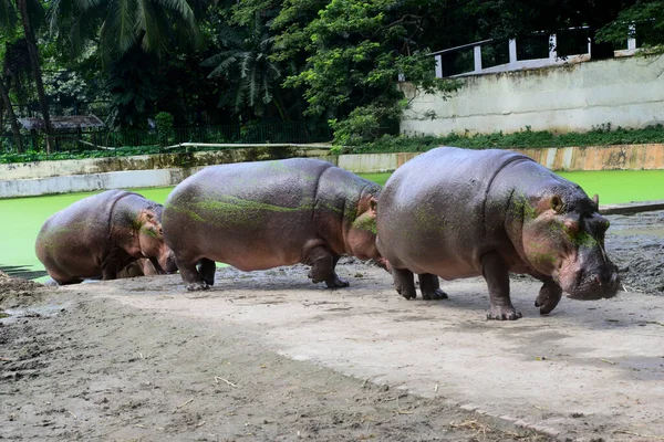 Hipopotam Widziany Jest Zagrodzie Zoo Dhace Zamkniętej Jako Środek Powodu — Zdjęcie stockowe