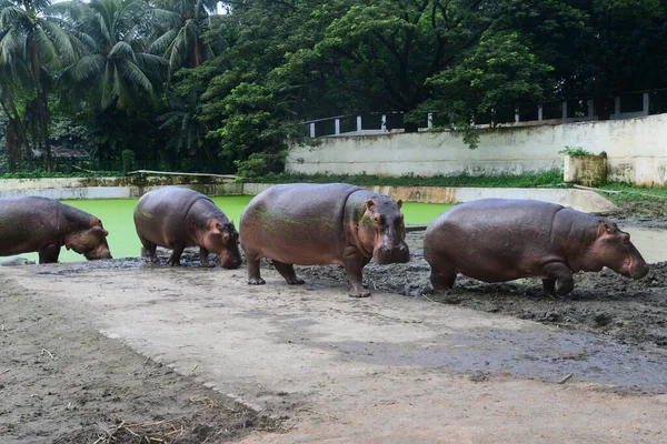 Flusspferde Werden Einem Gehege Zoo Von Dhaka Gesehen Das September — Stockfoto