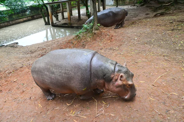 Flusspferde Werden Einem Gehege Zoo Von Dhaka Gesehen Das September — Stockfoto