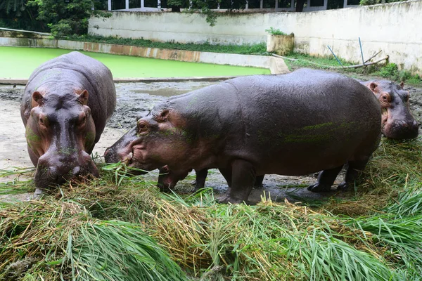 Flusspferde Fressen Gras Einem Gehege Zoo Von Dhaka Das September — Stockfoto