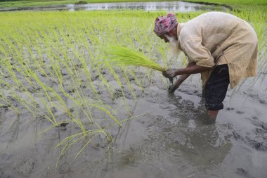24 Eylül 2020 'de Jamalpur Bölgesi, Bangladeş' te sel suları azaldıktan sonra bir tarlada çeltik fidanı eken bir çiftçi.. 