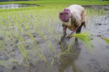 24 Eylül 2020 'de Jamalpur Bölgesi, Bangladeş' te sel suları azaldıktan sonra bir tarlada çeltik fidanı eken bir çiftçi.. 
