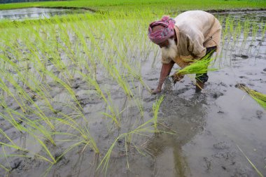 24 Eylül 2020 'de Jamalpur Bölgesi, Bangladeş' te sel suları azaldıktan sonra bir tarlada çeltik fidanı eken bir çiftçi.. 