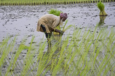 24 Eylül 2020 'de Jamalpur Bölgesi, Bangladeş' te sel suları azaldıktan sonra bir tarlada çeltik fidanı eken bir çiftçi.. 