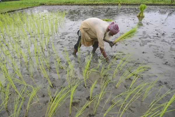 Agricultor Planta Arrozales Campo Después Que Agua Inundación Disminuyera Distrito —  Fotos de Stock