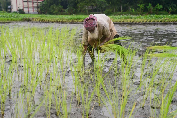Ein Bauer Pflanzt Reisbäumchen Auf Einem Feld Nachdem Das Hochwasser — Stockfoto