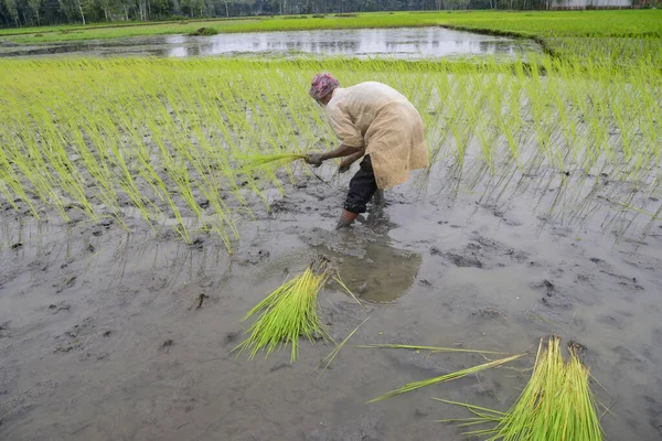 Agricultor Planta Arrozales Campo Después Que Agua Inundación Disminuyera Distrito —  Fotos de Stock