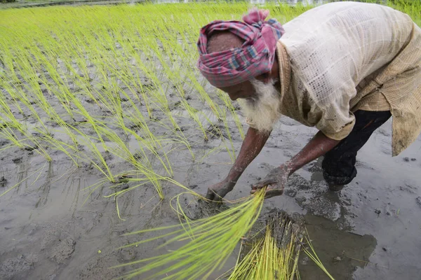 Agricultor Planta Arrozales Campo Después Que Agua Inundación Disminuyera Distrito —  Fotos de Stock