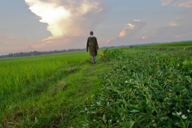 Bangladeş 'in Jamalpur ilçesindeki Doulatpur Köyü' nde bir çiftçi 8 Ekim 2020 'de çeltik tarlasında yürüyor.