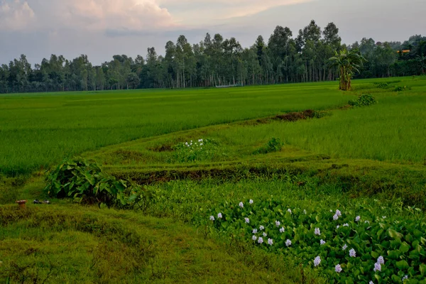 Вид Рисовое Поле Деревне Дулатпур Округе Джамалпур Бангладеш Октября 2020 — стоковое фото