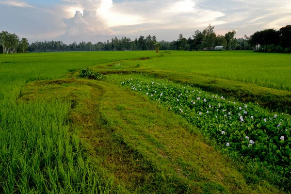 Över Paddy Field Doulatpur Village Jamalpur District Bangladesh Den Oktober — Stockfoto