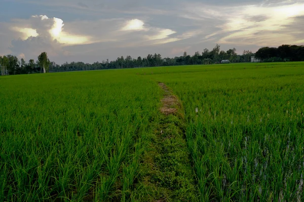 Una Vista Del Arrozal Doulatpur Village Jamalpur District Bangladesh Octubre —  Fotos de Stock