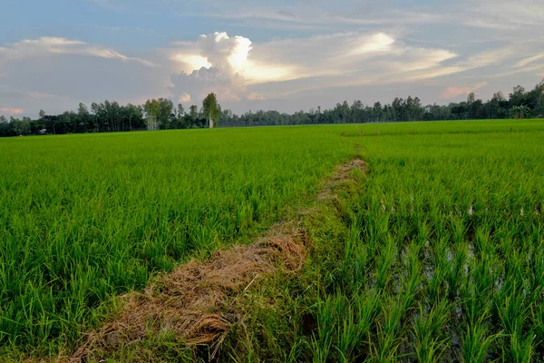 Över Paddy Field Doulatpur Village Jamalpur District Bangladesh Den Oktober — Stockfoto