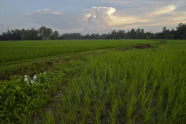 View Paddy Field Doulatpur Village Jamalpur District Bangladesh October 2020 — Stock Photo, Image