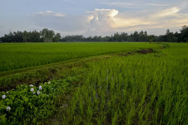 View Paddy Field Doulatpur Village Jamalpur District Bangladesh October 2020 — Stock Photo, Image