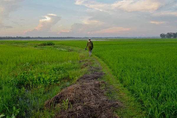 Ένας Αγρότης Περπατά Ένα Ορυζώνα Στο Χωριό Doulatpur Στην Περιοχή — Φωτογραφία Αρχείου