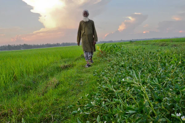 Фермер Ходить Полі Селі Дулатпур Районі Джамальпур Бангладеш Жовтня 2020 — стокове фото