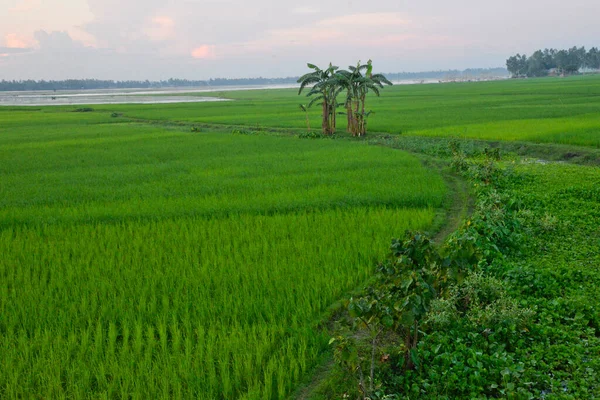 2020年10月8日 バングラデシュのジャマルプル県ドゥラプール村の水田風景 — ストック写真