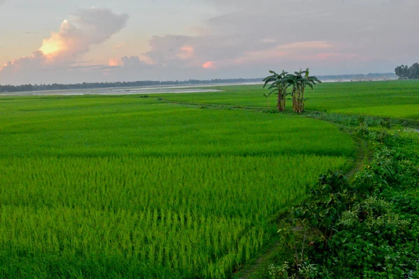 Bangladeş 'in Jamalpur ilçesindeki Doulatpur Köyü' ndeki çeltik tarlası manzarası, 8 Ekim 2020