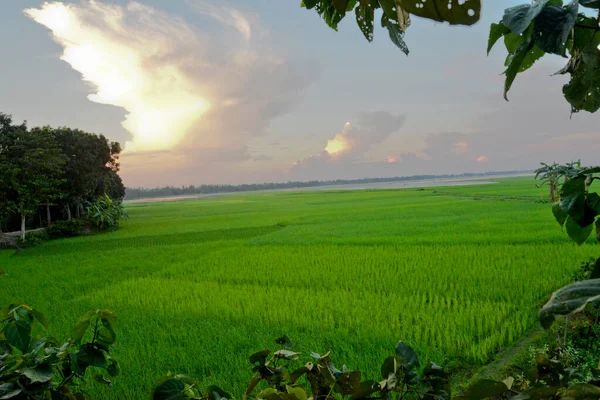 Вид Рисовое Поле Деревне Дулатпур Округе Джамалпур Бангладеш Октября 2020 — стоковое фото