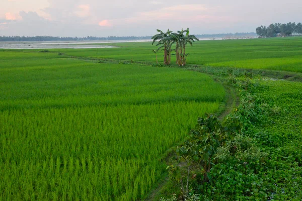 Över Paddy Field Doulatpur Village Jamalpur District Bangladesh Den Oktober — Stockfoto