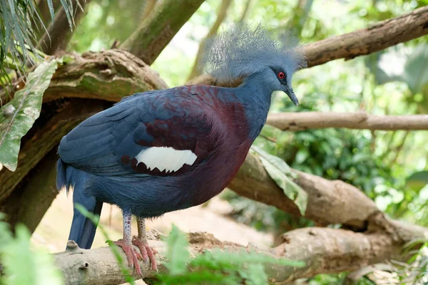 Female Blue Pheasant Bird — Stock Photo, Image