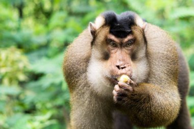 Büyük erkeği olarak Sumatra - Lake Toba alan Endonezya'nın Güney domuz kuyruklu makak