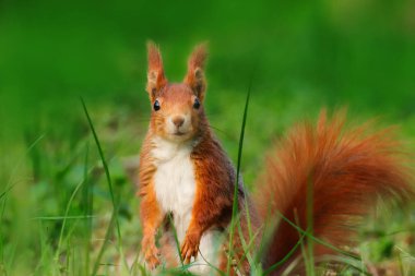 Vahşi doğada çim güzel sincap