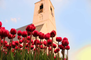 Fotoğraf lale bahçe beyaz kilise ile