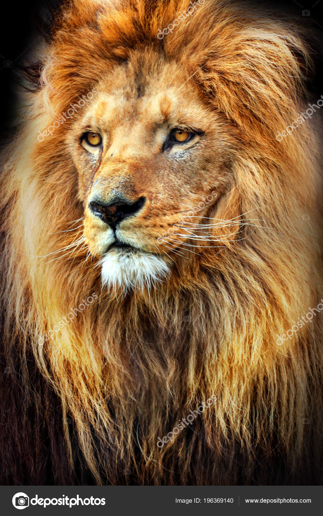 Amazing Photo Lion Great Mane King Animals Stock Photo by ©Denisapro  196369140