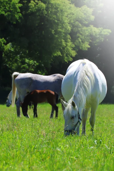 太陽の光と放牧の白い馬 — ストック写真