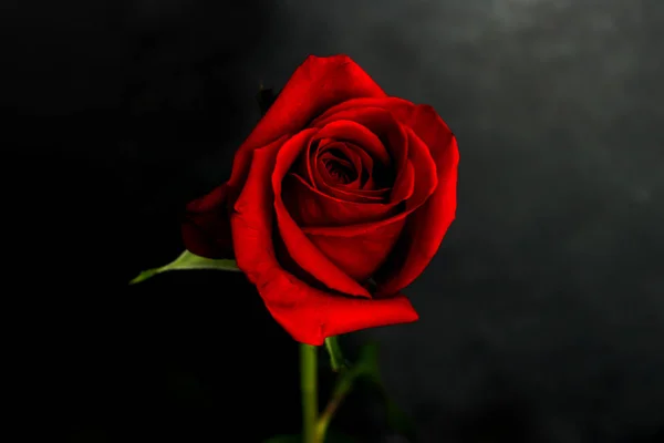 Ένα Κόκκινο Τριαντάφυλλο Στο Μαύρο Υπόβαθρο — Φωτογραφία Αρχείου