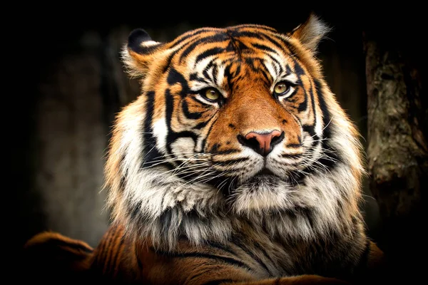 Tigre Couché Sur Visage Avec Une Grande Crinière — Photo