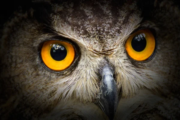 Portrait Owl Big Yellow Eyes Black Vintage — Stock Photo, Image