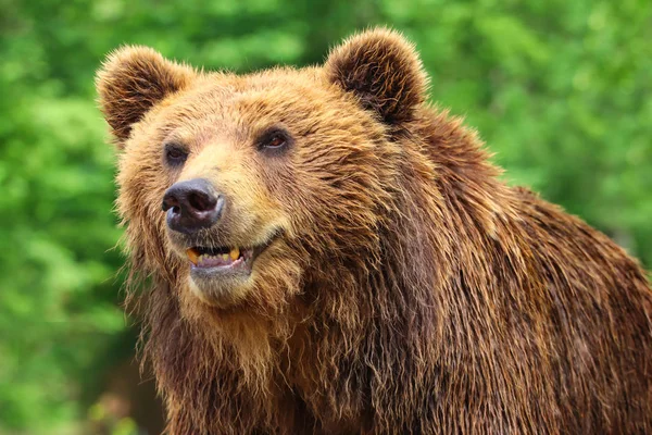 自然の中緑の背景でグリズリー熊 — ストック写真